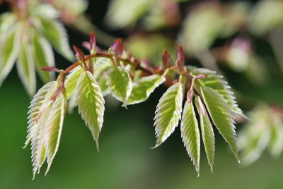 Zelkova serrata 'Variegata' - zelkova pilovitá'Variegata' - jarní výhonky